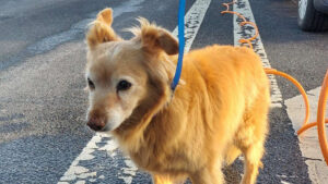 Zugelaufener Hund behindert Grenzkontrollen