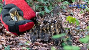 15 kleine Küken – und ein großes Happy End